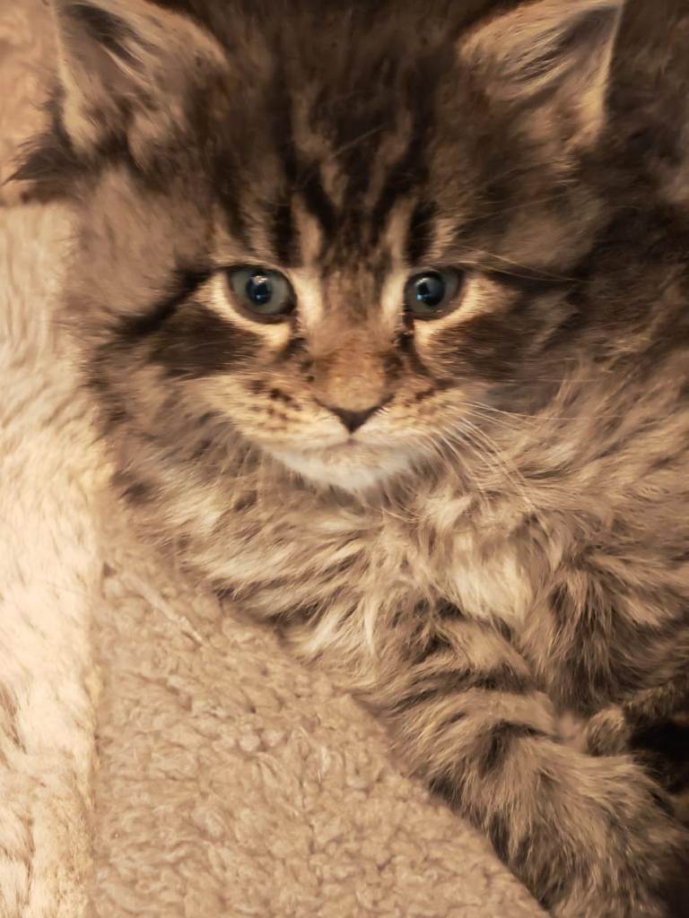Beautiful Maincoon kittens 