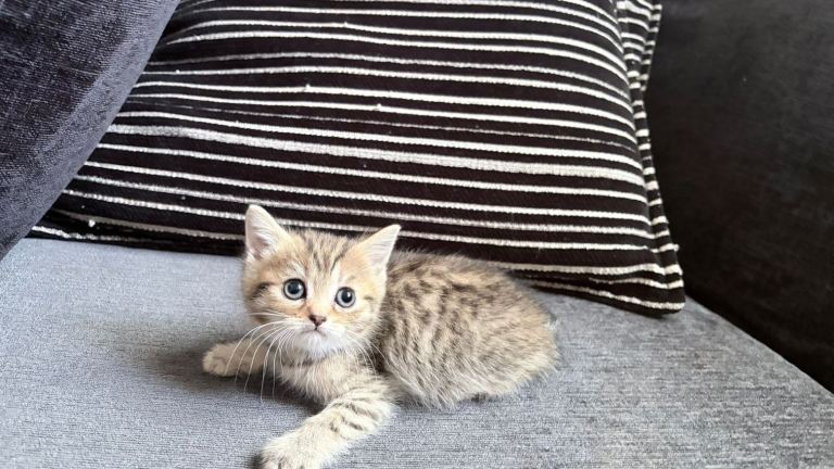 PEDIGREE PERSIAN X