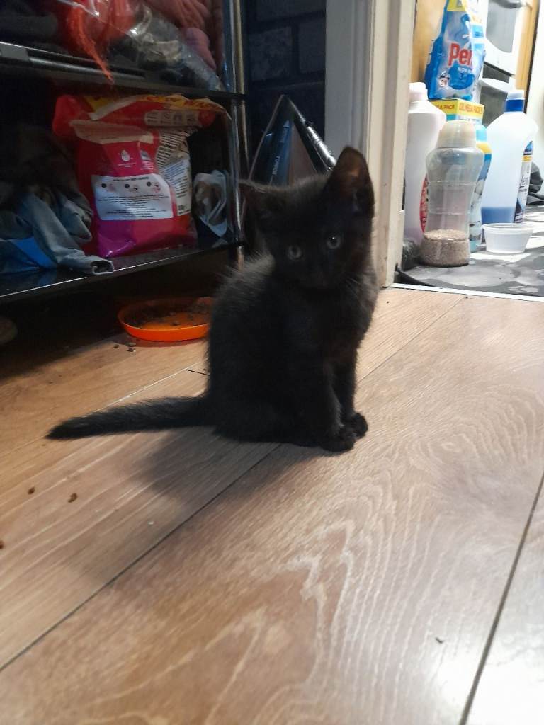 3 kittens ready to go 