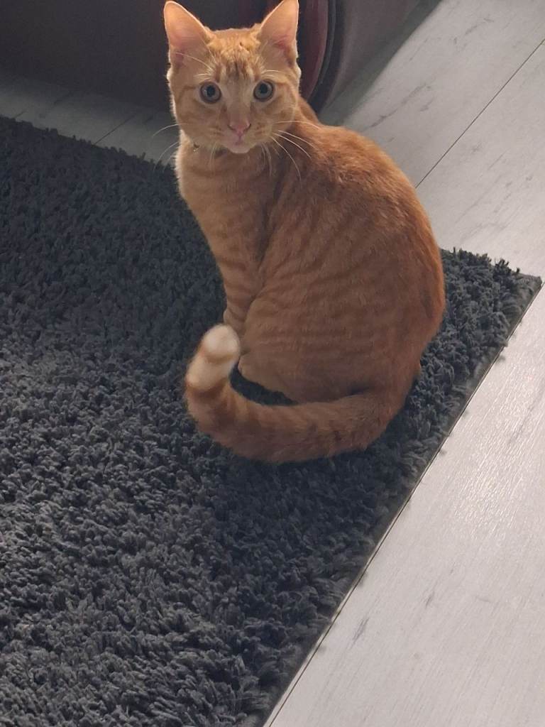 5 month old male ginger kitten.