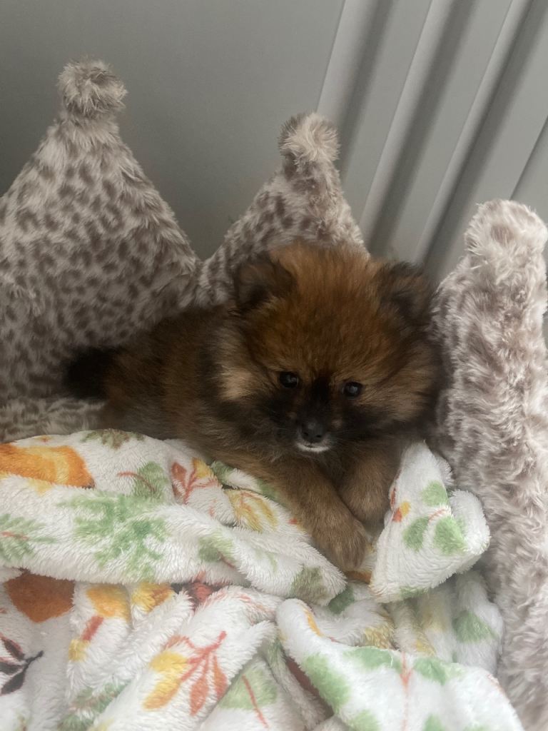 Pomerian puppy