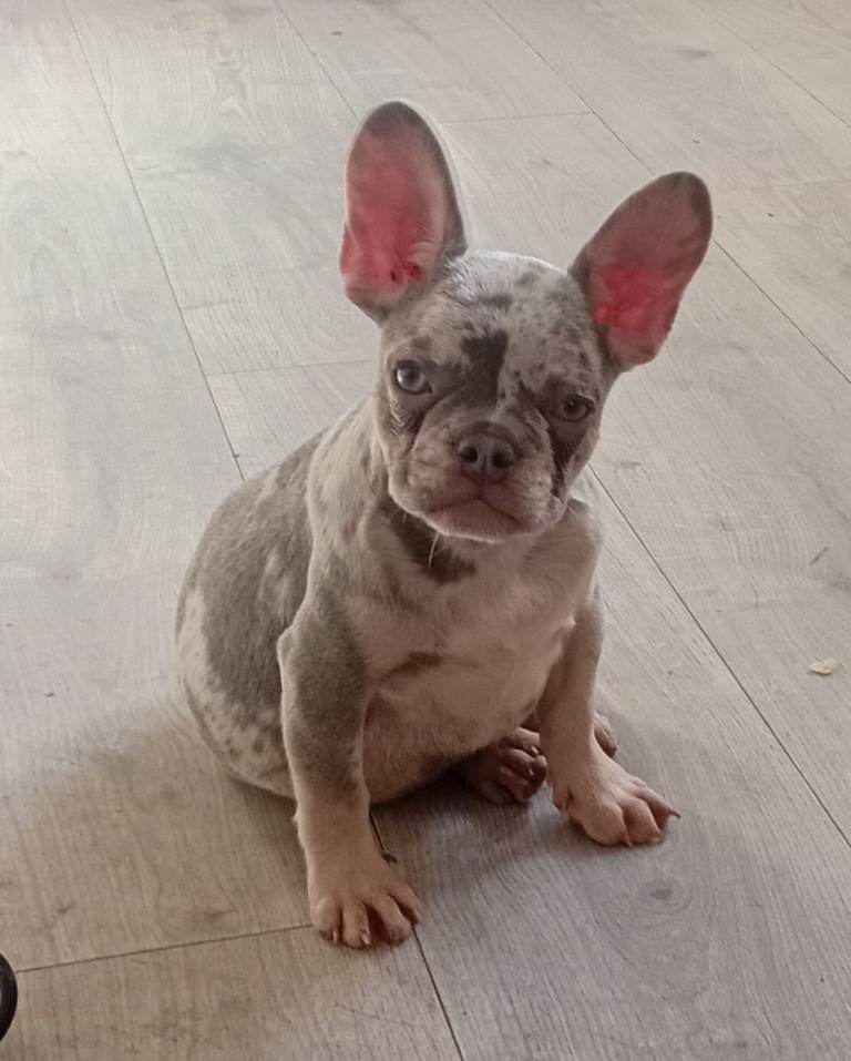 French bulldog puppies