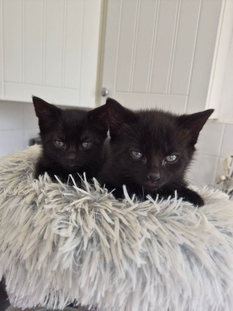 7 week old kittens