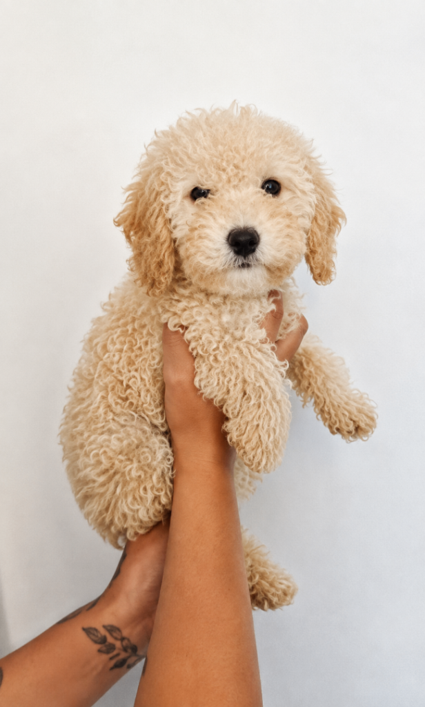 Adorable cockapoo Puppies Looking for a Loving Home
