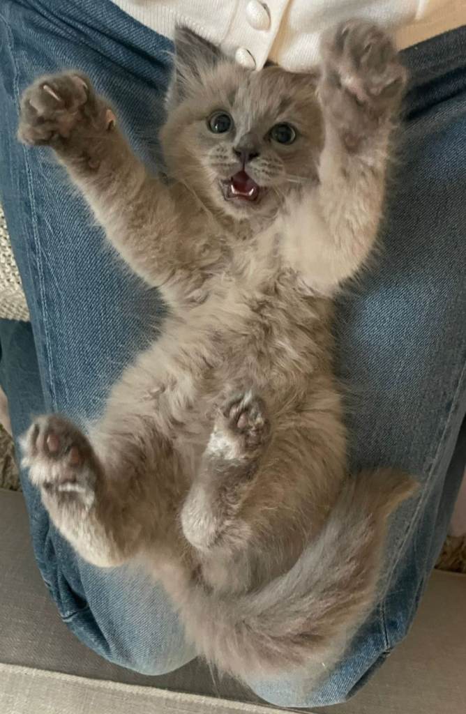 Ragdoll Kittens-rare colours