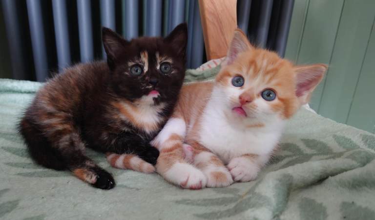 Kittens for sale 
