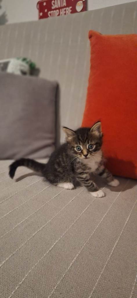 Gorgeous norwegian forest kittens