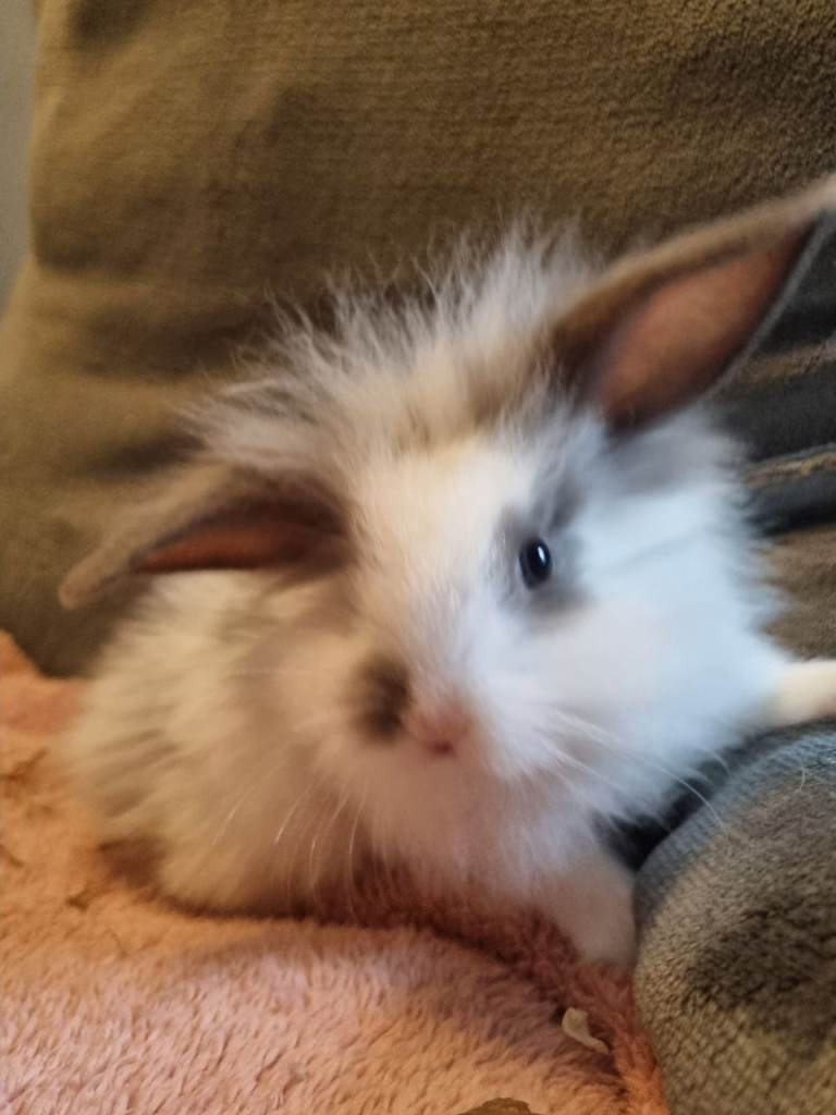 5 mini lop babies x lion head mini lop