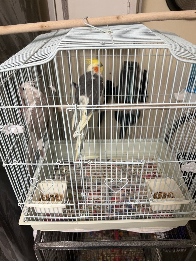 2 cockatiels, includes cage and food