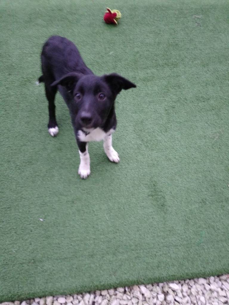 Two Border Collie puppies 