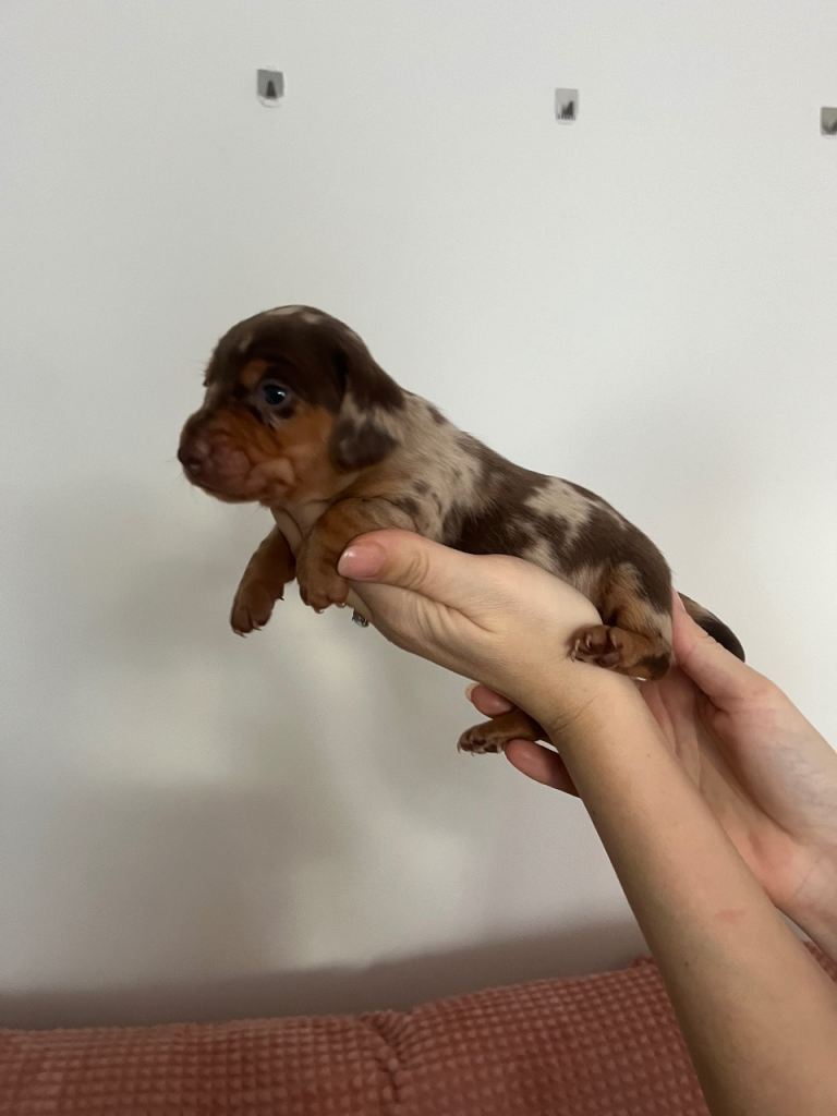 Miniature dachshund 