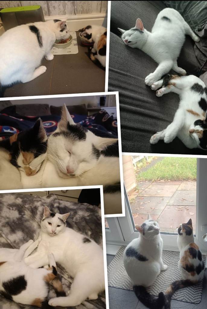 2 bonded cats, neutered, microchipped 