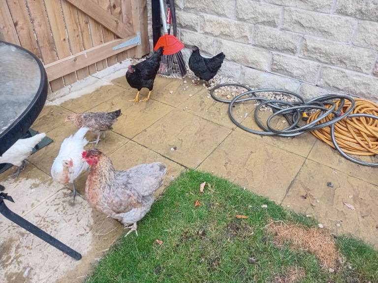 Chickens
