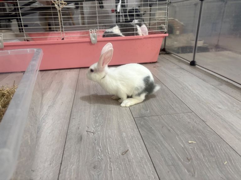 Male Holland Lop Rabbits 