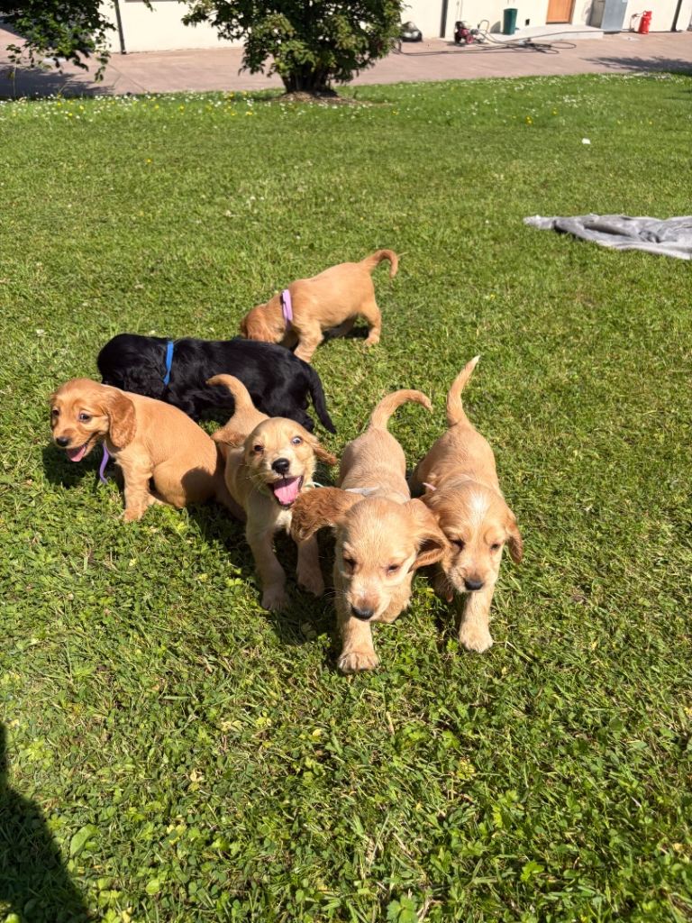 🚨LAST PUP🚨 KC Registered Cocker Spaniel Puppies