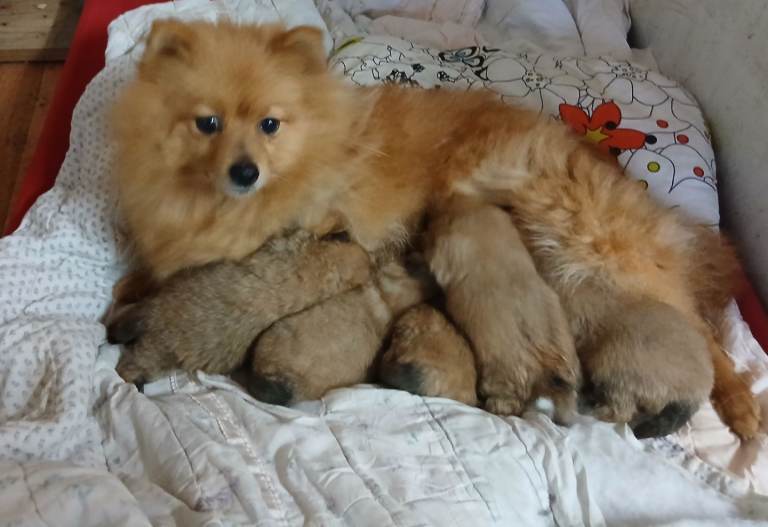 Pomeranian puppies 