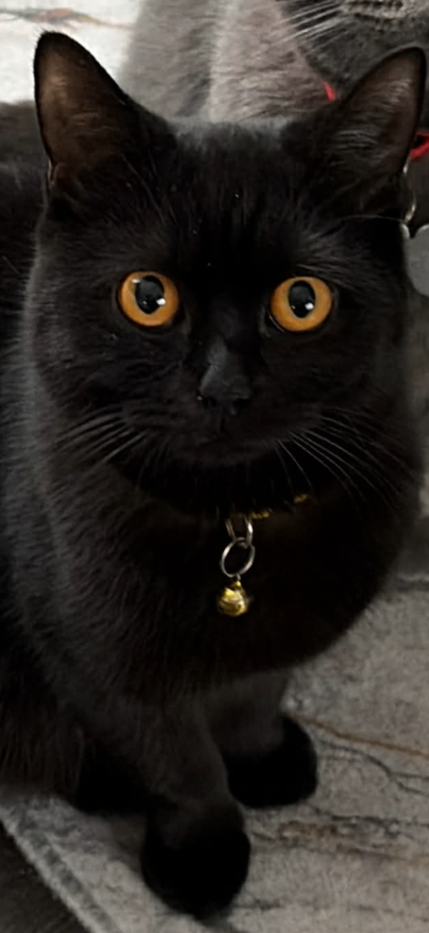 British  short hair kitten 