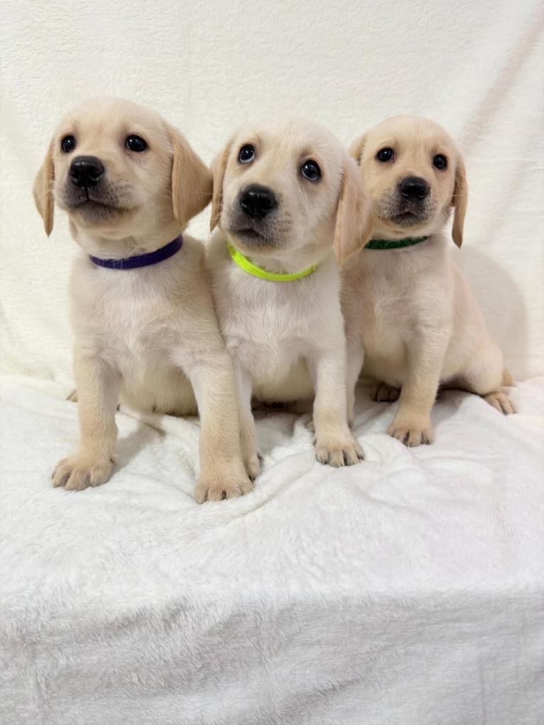 6 gorgeous Labrador puppies 