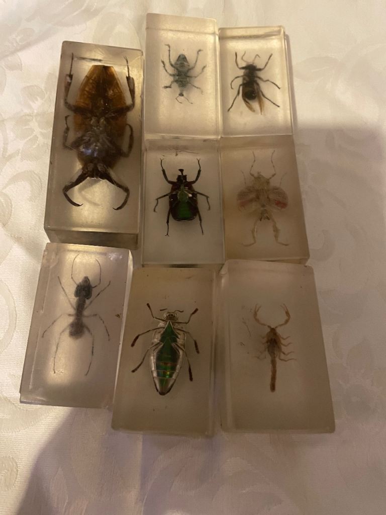 Taxidermy insects bugs collectible display