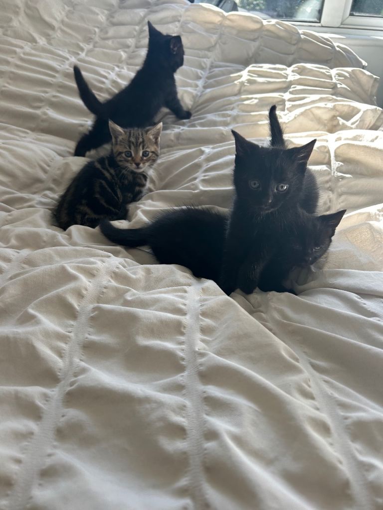 Cats for sale