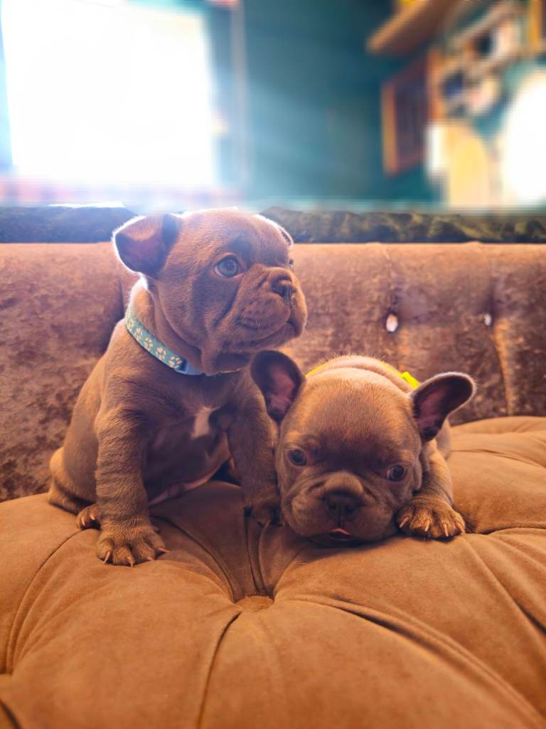 Adorable French Bulldog Puppies – 3 Boys Available! 🐾💙