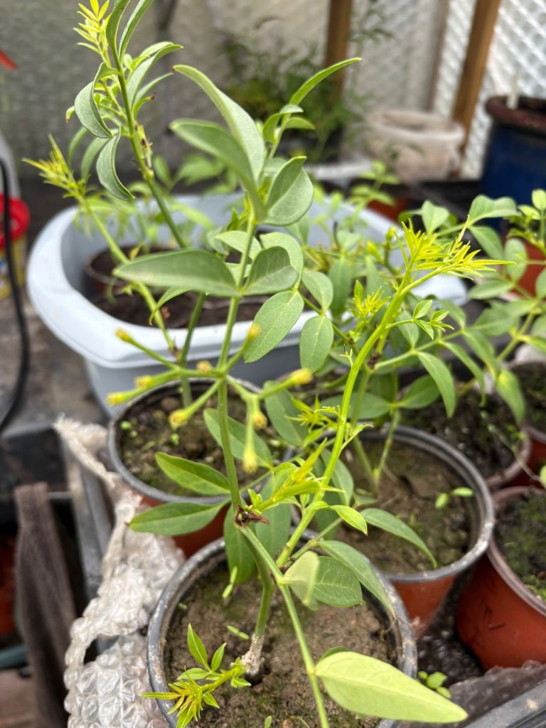 Jasmine plants/shrubs 