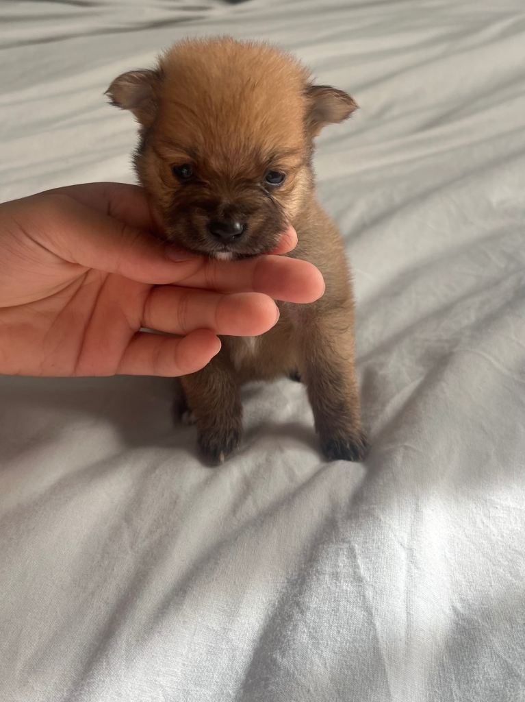 Pomeranian puppy