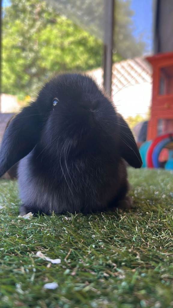 Lop ear bunnies