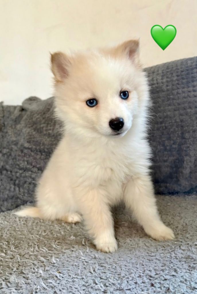 F3 pomsky puppies (Mini husky)