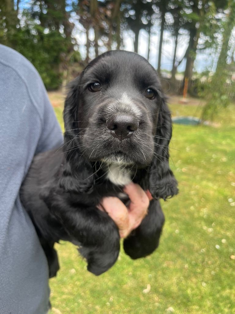 Cocker spaniel puppies 