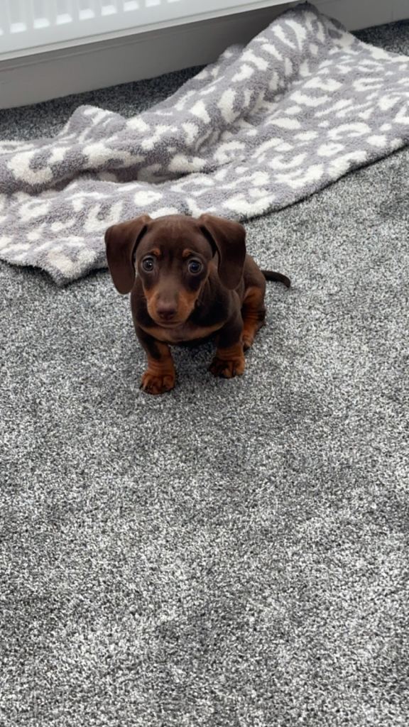 female miniature dachshund  