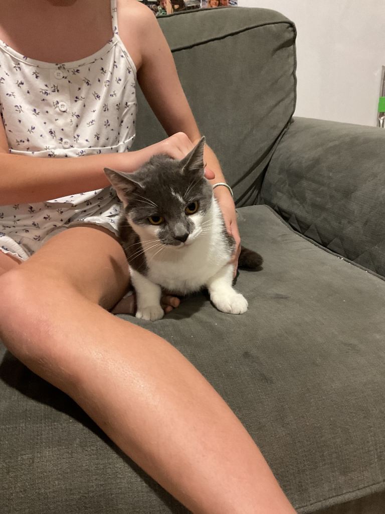 kittens