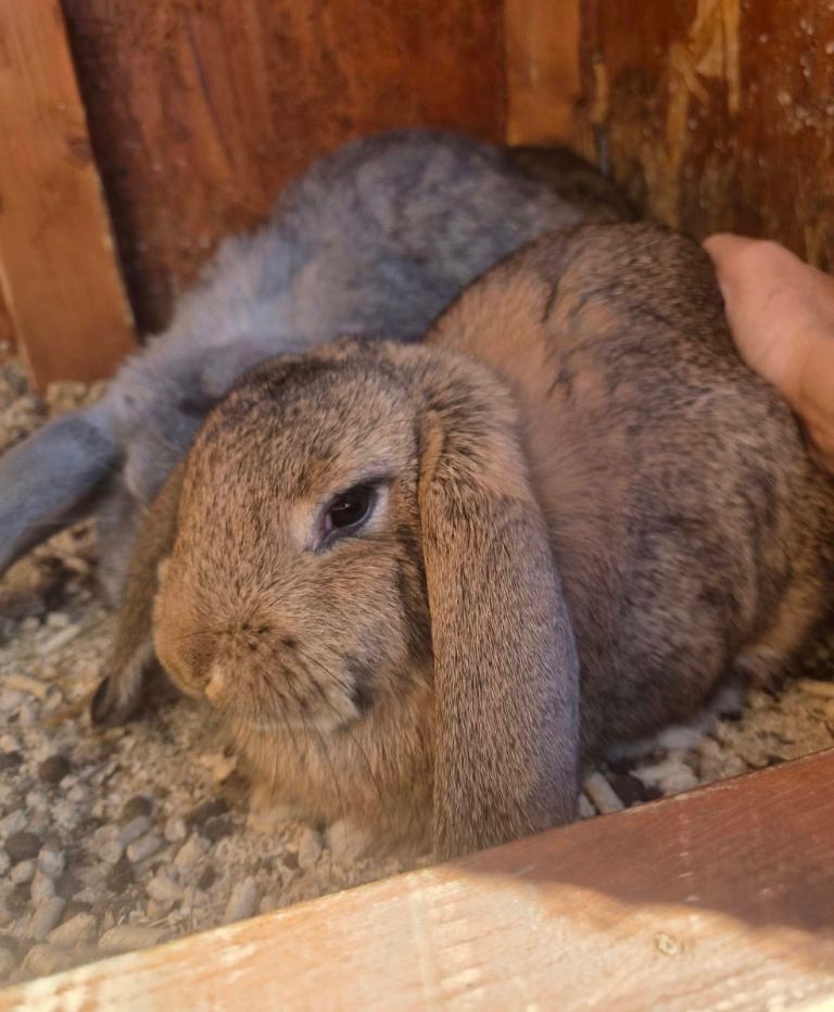 French Lop 