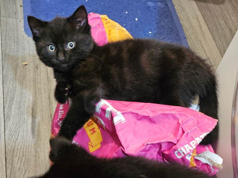 Beautiful main coon mix 2 kittens available 