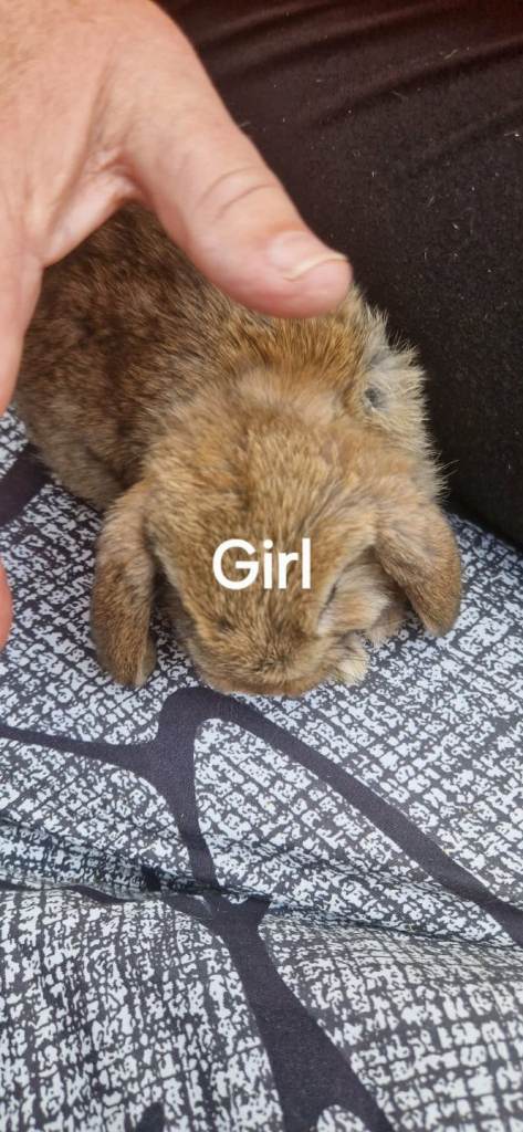 Mini lops rabbit for sale