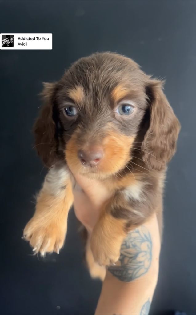 Dachshund puppies 