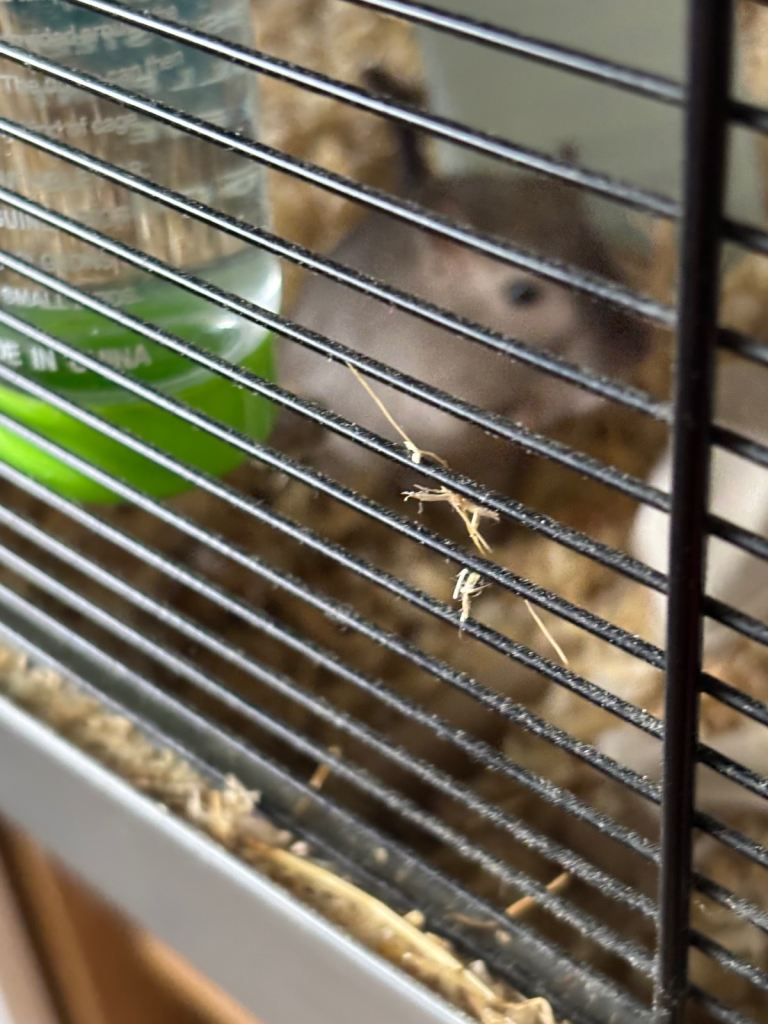 Two male gerbils with temporary cage 