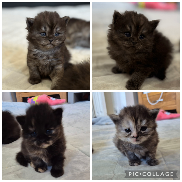 Traditional Doll Face Persian Kittens (4 Female) 