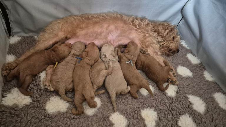 Stunning F1b Miniature Labradoodle Puppies 