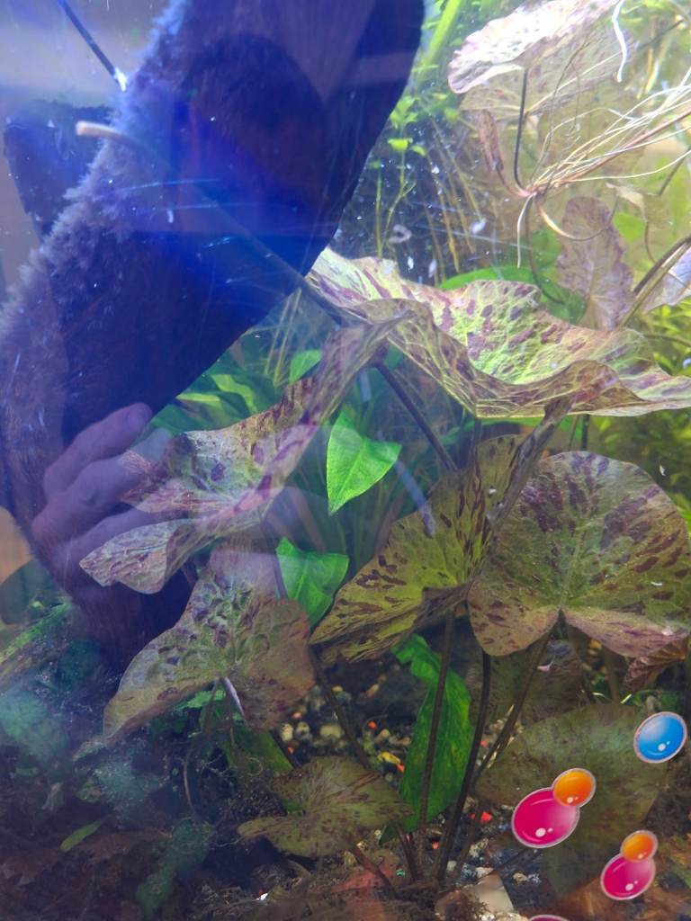 Second-Hand Aquariums for Sale in Neath, Neath Port Talbot | Gumtree