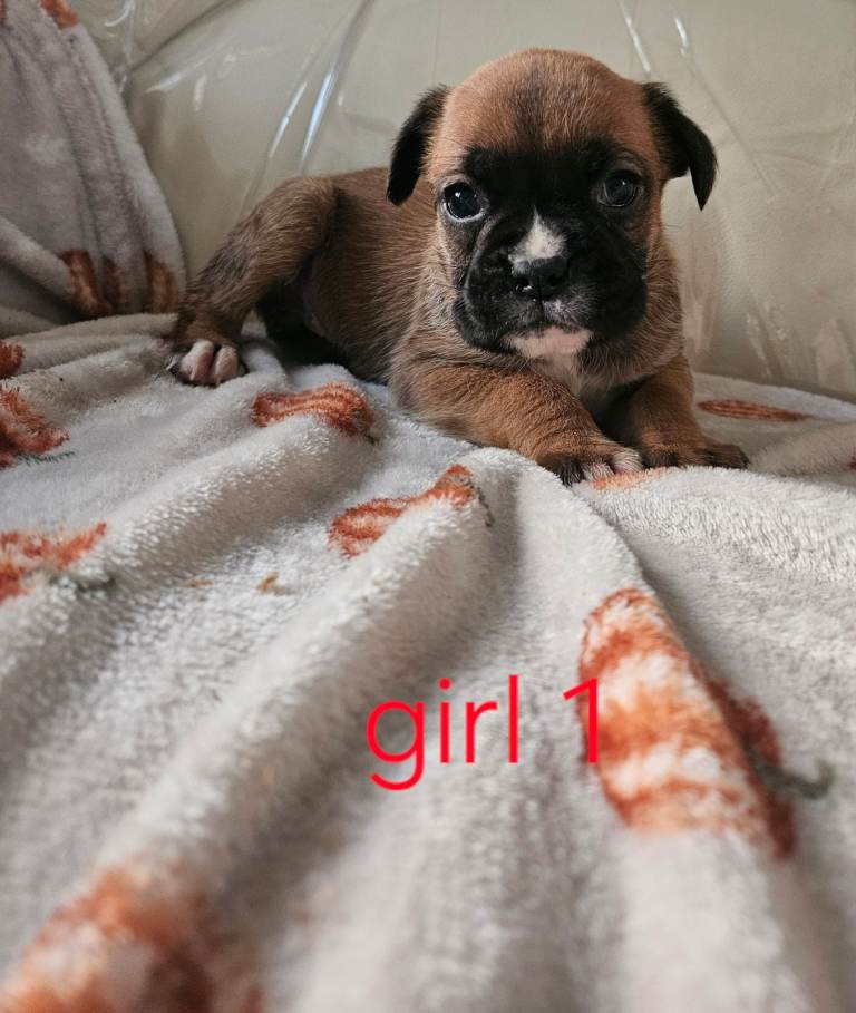 Boxer puppies kc reg