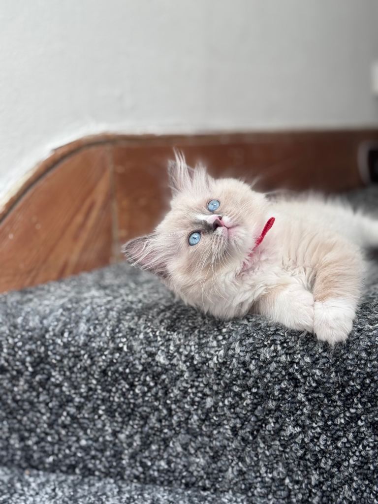 🩵Stunning Blue Mitted Ragdoll Kittens🩵