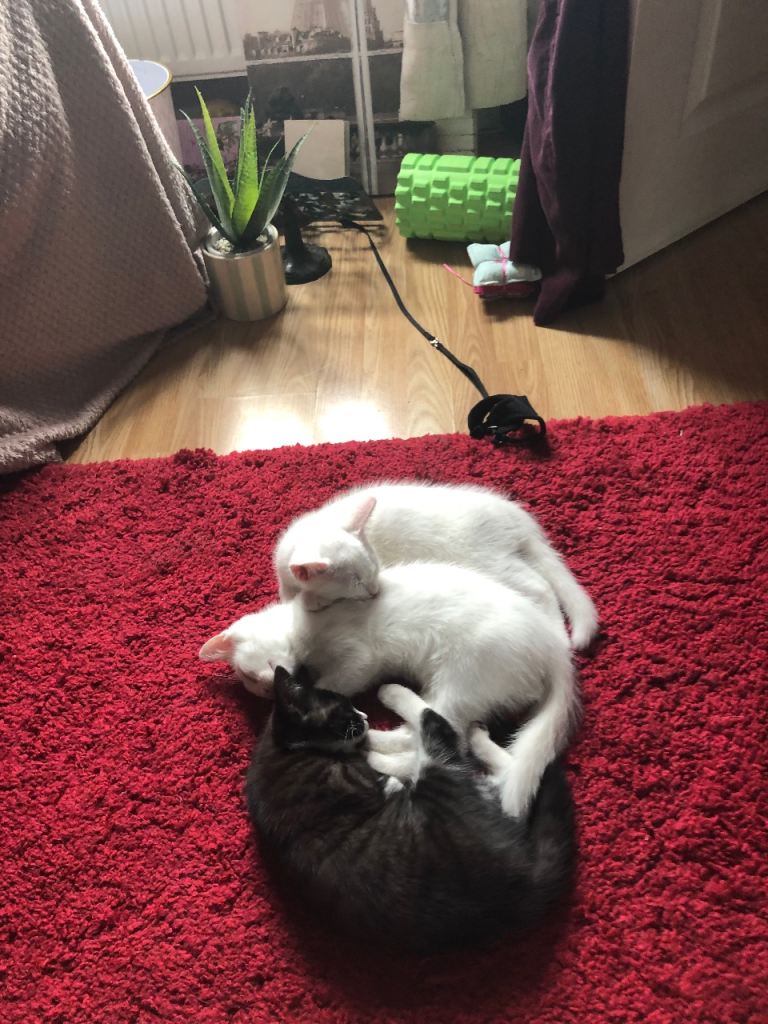 2 Gorgeous male kittens left