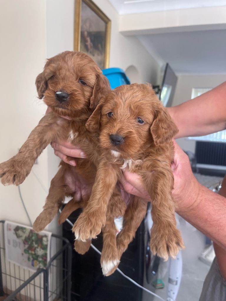 Cockapoo puppies reds  girls left 