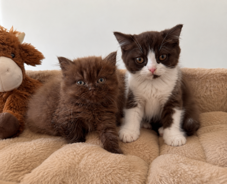 Champion lines British shorthair kittens 