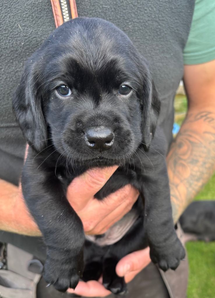 Springador Puppies for Sale