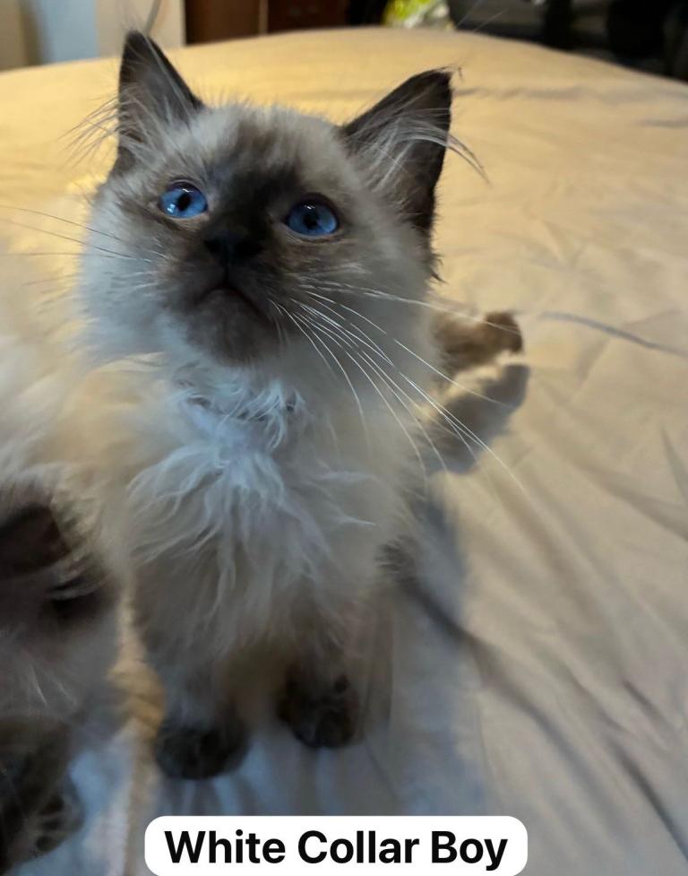 image for GCCF Championship Line Ragdolls