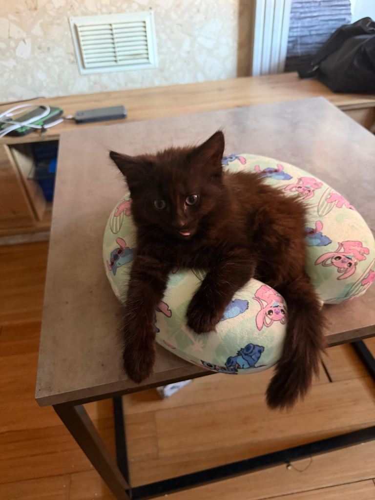 Sweet kitten 
