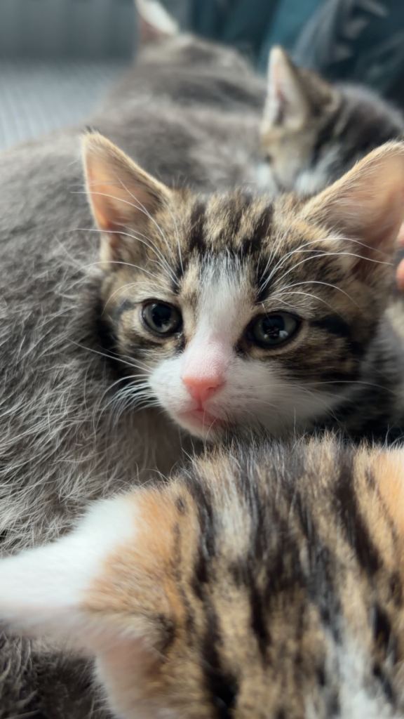 Kitten ready for Sale