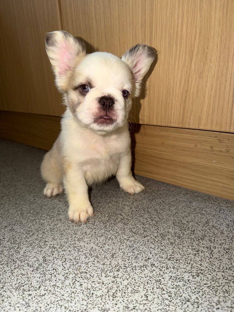 FLUFFY FRENCH BULLDOG